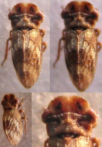 Réf. 233 290 : Ulopa reticulata
